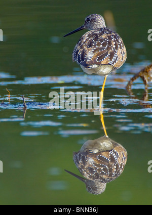 Una Tringa flavipes in piedi su una gamba sola si riflette nell'acqua ancora di Westerchester Laguna, Anchorage in Alaska, Foto Stock