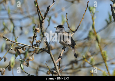 Capinera maschio (Sylvia atricapilla) cantare in un albero a molla Foto Stock