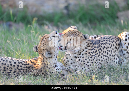 Due fratelli ghepardo, Acinonyx jubatus, cura ogni altra Riserva Nazionale di Masai Mara, Kenya Foto Stock