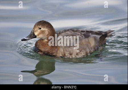 Femmina pochard comune (Aythya ferina) nuoto sul Lago di Ginevra in inverno - Svizzera Foto Stock