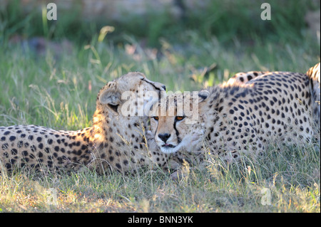 Due fratelli ghepardo, Acinonyx jubatus, cura ogni altra Riserva Nazionale di Masai Mara, Kenya Foto Stock