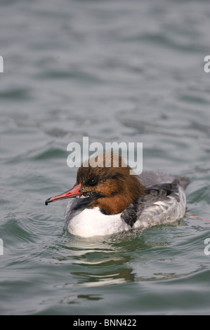 Femmina (smergo maggiore Mergus merganser) nuoto sul Lago di Ginevra in inverno - Svizzera Foto Stock