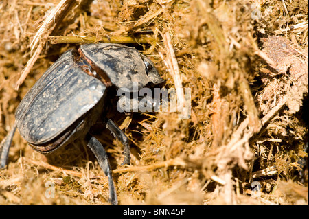 Dung Beetle Phanaeus vindex Foto Stock