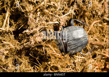 Dung Beetle Phanaeus vindex Foto Stock