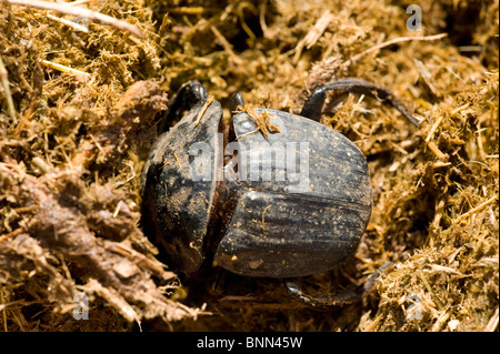 Dung Beetle Phanaeus vindex Foto Stock