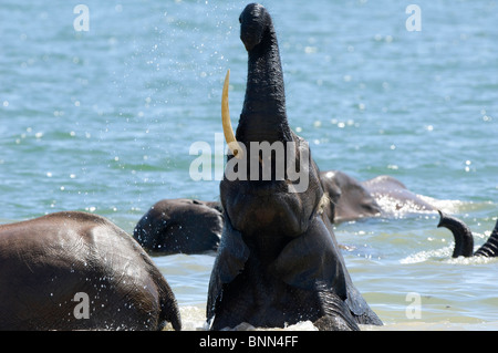 Gli elefanti africani Loxodonta africana nuotare nel lago Kariba Zimbabwe Foto Stock