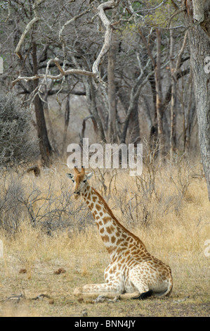 La giraffa nello Zimbabwe il Parco Nazionale di Hwange Foto Stock