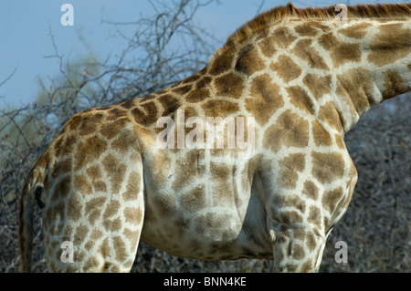 La giraffa nello Zimbabwe il Parco Nazionale di Hwange Foto Stock