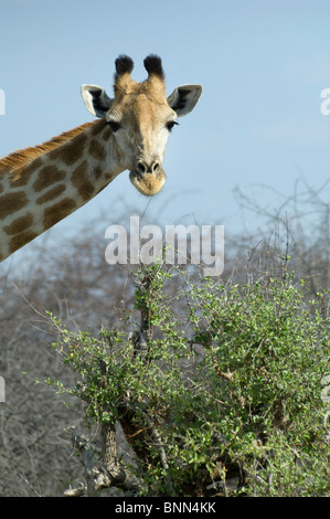 La giraffa nello Zimbabwe il Parco Nazionale di Hwange Foto Stock