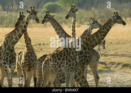 La giraffa nello Zimbabwe il Parco Nazionale di Hwange Foto Stock