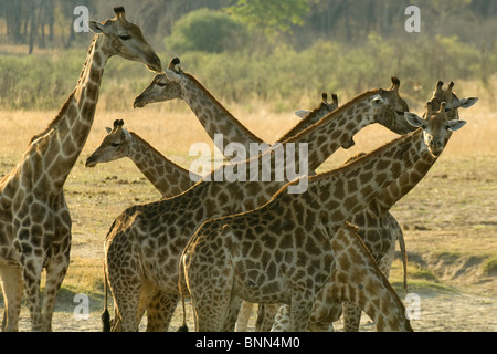 La giraffa nello Zimbabwe il Parco Nazionale di Hwange Foto Stock