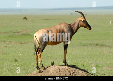 Topi, Damaliscus korrigum, su termite mound, Masai Mara riserva nazionale, Kenya Foto Stock