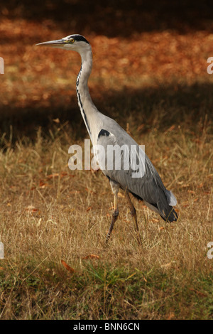 Un colpo verticale di un airone cenerino prese in piena estate ma a causa della mancanza di pioggia l'erba è morto così sembra che l'autunno. Foto Stock