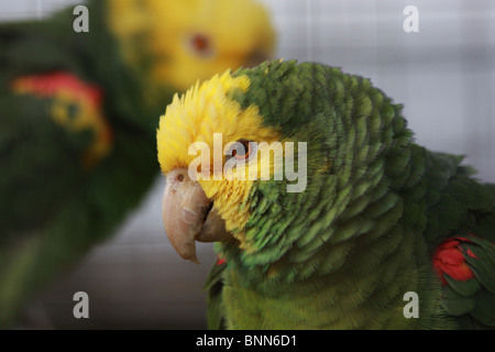 Colpo alla testa di un giallo intitolato amazon parrot, con un altro al di fuori della messa a fuoco in background. Foto Stock