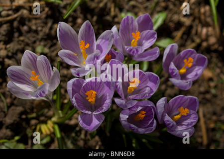 Cluster di viola crocus fiori perenni della molla. Foto Stock