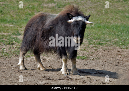 Muskox Musk ox ovibos moschatos ritratto natura animale corna ox Yukon Wildlife preservare Yukon Canada Foto Stock