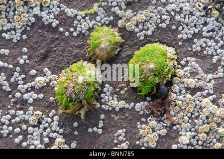 Patelle e cirripedi sulle rocce a bassa marea. Foto Stock