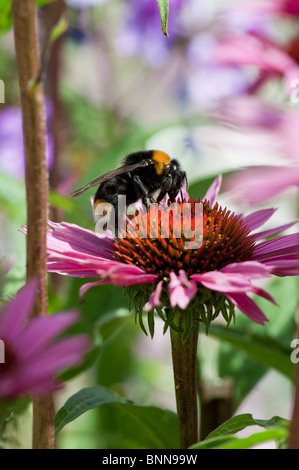 Bumble Bee, bombus lucorum, di alimentazione su un prodotto a base di echinacea purpurea fiore in un giardino inglese Foto Stock