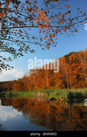 Pond Litchfield Connecticut USA America Stati Uniti d'America caduta acqua forestale Natura Foto Stock