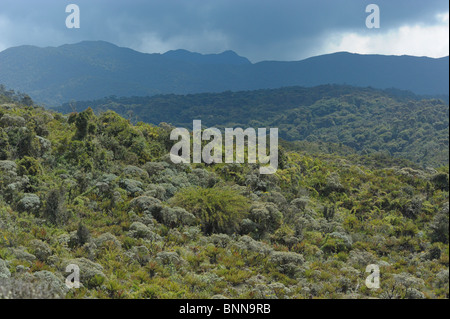 Foresta paesaggio Parque Nacional Purace naturale Parco Nazionale di Purace Dipartimento Cauca Colombia Sud America green Foto Stock