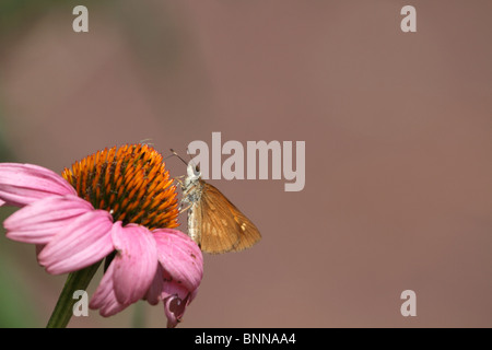 Una femmina di Fiery Skipper, Hylephila phyleus, butterfly alimentazione su un viola Coneflower, Echinacea purpurea. New Jersey, STATI UNITI D'AMERICA Foto Stock