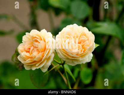 Rose 'Sweet Juliet' (Ausleap), un arbusto profumato rosa inglese con albicocca-fiori di colore da David Austin. Foto Stock