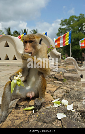 Cofano macaque mangiare petali di loto in Sri Dalada Maligawa o il Tempio della Reliquia del Dente, Kandy, Sri Lanka Foto Stock