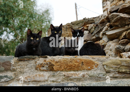 Katze Katzen Säugetier Säugetiere Haustier Haustiere Katzenfamilie griechische Katzen Gesamtansicht Griechenland griechisch Foto Stock