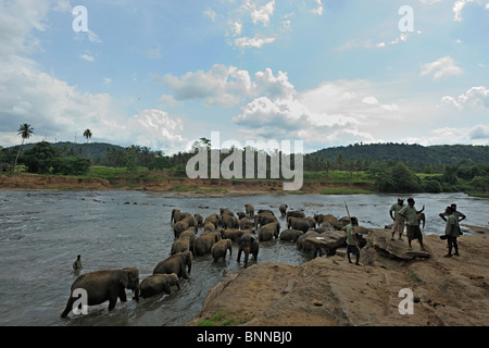 Il governo dello Sri Lanka Elephant (Elephas maximus maximus) in un fiume vicino l'Orfanotrofio degli Elefanti a Pinnawala Foto Stock