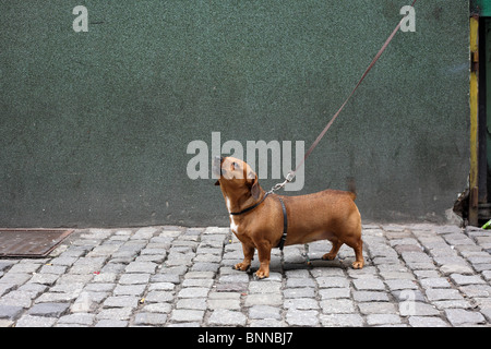 Un bassotto che abbaia al guinzaglio Foto Stock