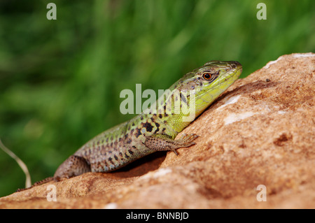 Lizard lucertole Balkan lucertola muraiola Podarcis tauricus ionicus rettile rettili ritratto protetto Grecia greco scala dei Balcani Foto Stock