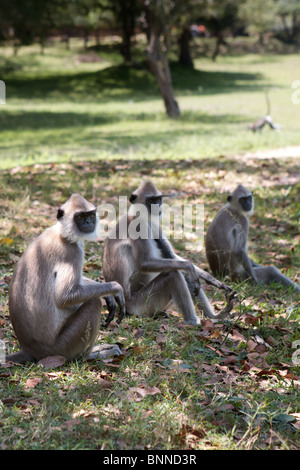 Grigio scimmie langur, sri lanka Foto Stock