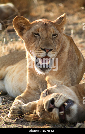 Un paio di leonesse (Panthera Leo) dormire nella savana, Riserva Selous, Tanzania Foto Stock