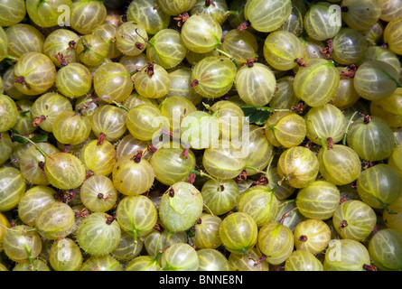 Appena raccolto uva spina Foto Stock