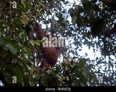 Wild Orangutan femmina in attesa del suo bambino per recuperare il ritardo Foto Stock