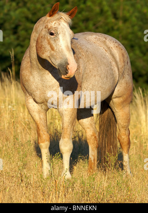 Piuttosto cavallo in piedi in campo Foto Stock