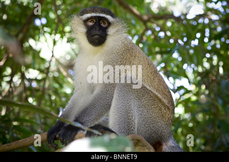 Vervet Monkey in Entebbe Botanical Gardens, Uganda, Africa orientale Foto Stock