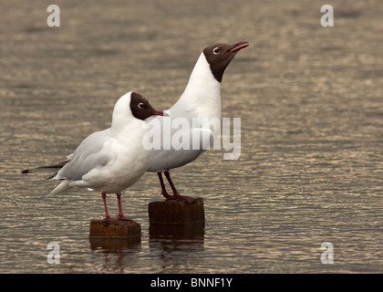 A testa nera Gabbiani, Larus ridibundus, fotografato poco prima di un temporale a Leighton Moss RSPB riserva naturale Foto Stock