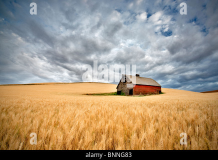 Fienile nel campo di grano con avvicinamento nuvole temporalesche. Il Palouse, Washington Foto Stock