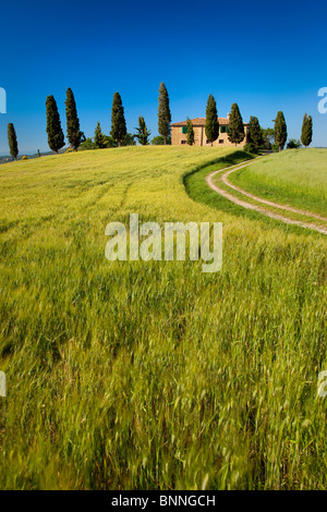 Drive che conduce alla villa di campagna nei pressi di Pienza, Toscana Italia Foto Stock