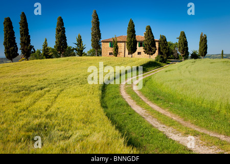 Drive che conduce alla villa di campagna nei pressi di Pienza, Toscana Italia Foto Stock