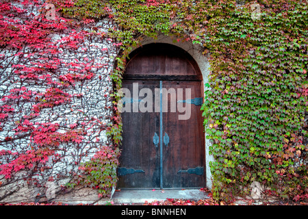 Porta cadrà edera colorati. Grgich Hills station wagon. Napa Valley, California Foto Stock