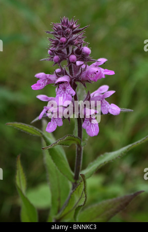 Marsh Woundwort Stachys palustris presi in Cumbria, Regno Unito Foto Stock