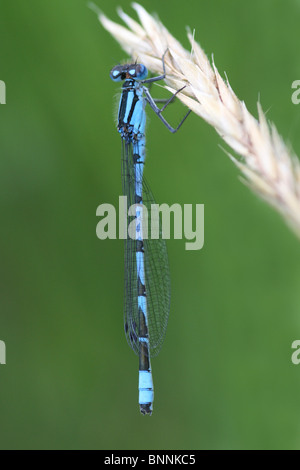 Maschio blu comune Damselfly Enallagma cyathigerum presi in Cumbria, Regno Unito Foto Stock