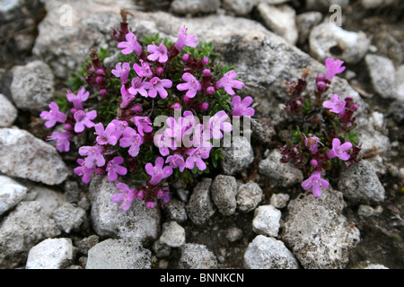 Timo selvatico Thymus polytrichus crescente in rocce presi in Cumbria, Regno Unito Foto Stock