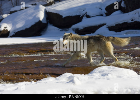 Lupo Canis lupus Minnesota Stati Uniti in Foto Stock