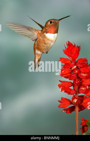 Rufous Hummingbird, Selasphorus rufus, maschio, Gila National Forest Foto Stock