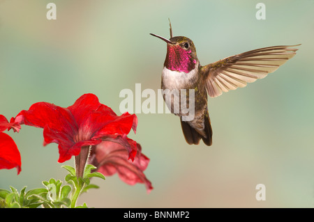 Ampia-tailed Hummingbird, Selasphorus platycercus, maschio, Gila National Forest Foto Stock