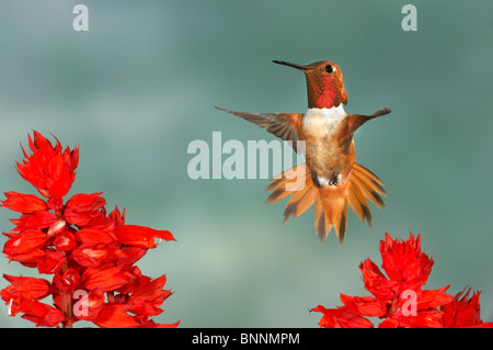 Rufous Hummingbird, Selasphorus rufus, maschio, Gila National Forest Foto Stock