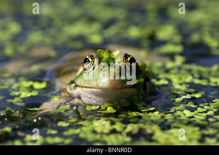 Vista frontale di una rana Marsh, Regno Unito. (Prigioniero) Foto Stock